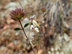 Streptanthus glandulosus secundus