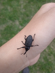 Heilipodus scabripennis