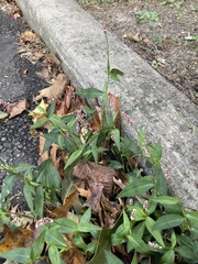 Persicaria pensylvanica