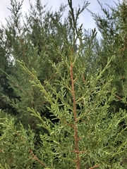 Juniperus monosperma