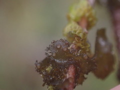 Scytinium polycarpum