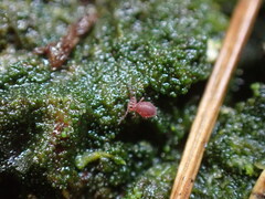 Dicyrtomidae