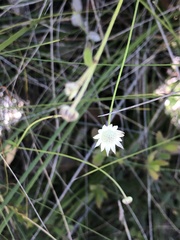 Actinotus minor