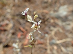 Streptanthus glandulosus secundus