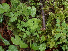 Thalictrum occidentale