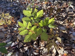 Actaea