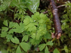 Thalictrum occidentale