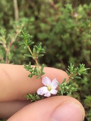 Frankenia pauciflora