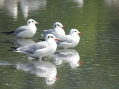 Chroicocephalus brunnicephalus