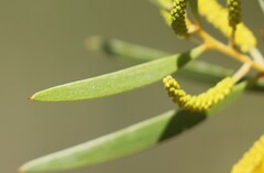 Acacia leptostachya
