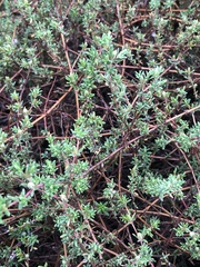 Frankenia pauciflora