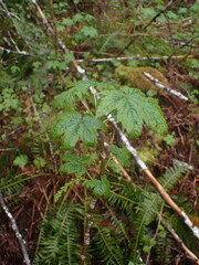 Ribes bracteosum