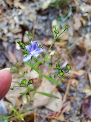 Trichostema setaceum