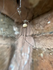 Leiobunum aldrichi