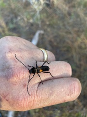 Tragidion coquus