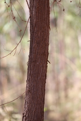 Acacia leptostachya