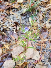Trichostema setaceum