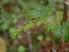 Ribes bracteosum