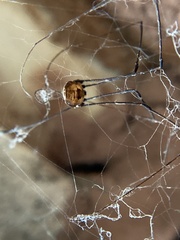 Leiobunum aldrichi