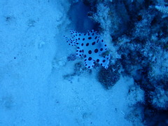 Chromileptes altivelis