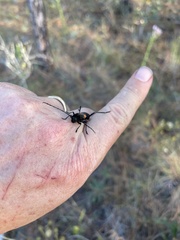 Tragidion coquus