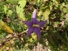 Solanum houstonii
