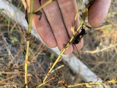 Tragidion coquus