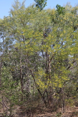 Acacia leptostachya
