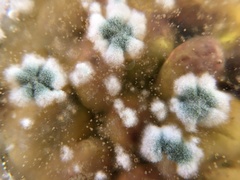 Aspergillus