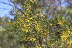 Acacia leptostachya