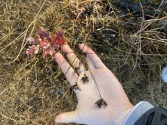 Lomatium nudicaule