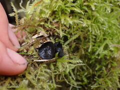 Pseudoplectania nigrella