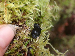 Pseudoplectania nigrella