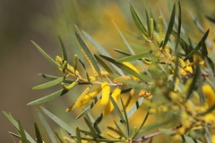 Acacia leptostachya