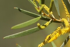 Acacia leptostachya
