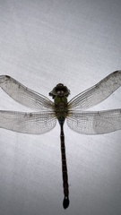 Heliaeschna uninervulata