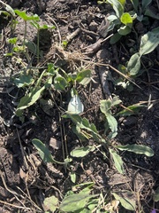 Calystegia subacaulis