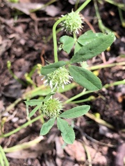 Trifolium glomeratum