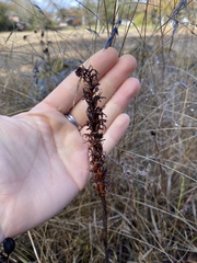 Platanthera elegans elegans