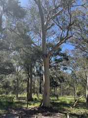 Eucalyptus racemosa