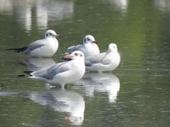 Chroicocephalus brunnicephalus