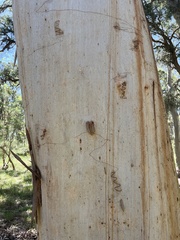 Eucalyptus racemosa