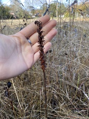 Platanthera elegans elegans
