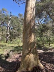 Eucalyptus racemosa
