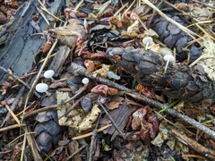 Strobilurus trullisatus