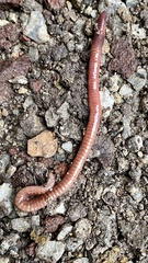 Eisenia fetida