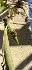 Polistes exclamans