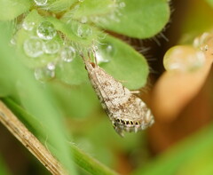 Glaucocharis dilatella