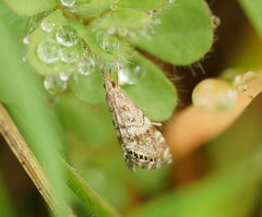 Glaucocharis dilatella