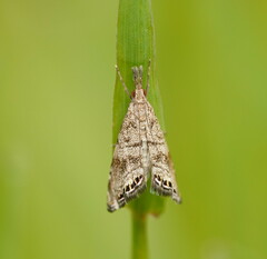 Glaucocharis dilatella